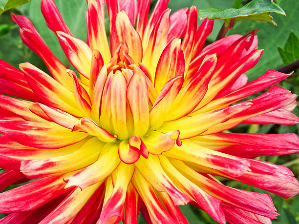 istock Red and yellow dahlia 522545260