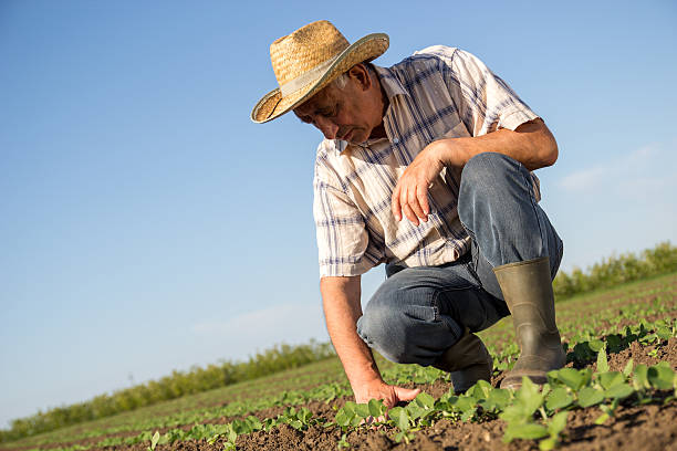 istock Senior farmer in a field examining crop 522545388