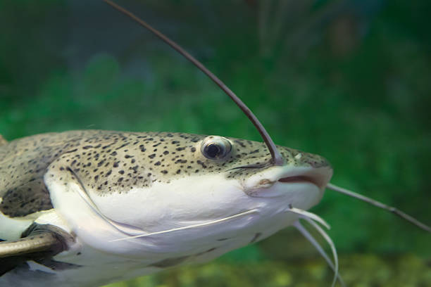 som in water close up fresh-water som in water close up wels catfish stock pictures, royalty-free photos & images