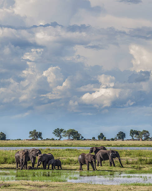 istock African Elephant group in marsh; storm clouds, Chobe_N.P., Botswana, Africa 522545818