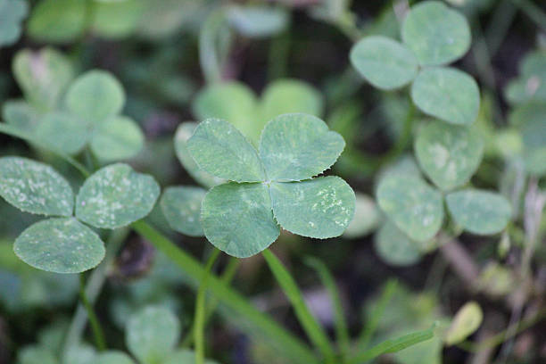 4-Leaf Clover Growing in Wild Clover Patch stock photo