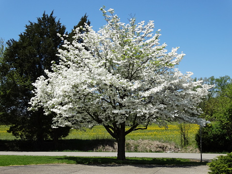 Beautiful dogwood tree just full of white blooms in the spring time. Henderson, KY