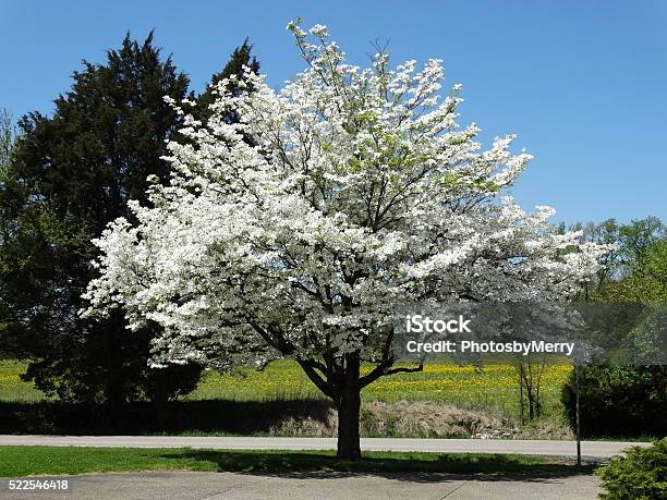 Beautiful Dogwood Tree With Field In Background 42315 Stock Photo - Download Image Now