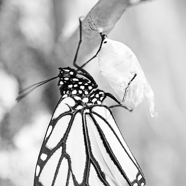 istock Newly Emerged Monarch Butterfly 522546752