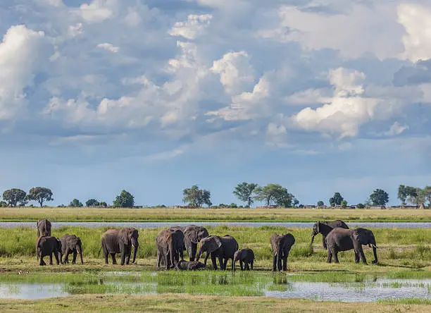 Cumulonimbus storm clouds building up behind a group of African Elephants who are drinking and bathing in marshy ground during the rainy season in Chobe National Park, northern Botswana, southern Africa.
