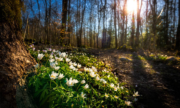 anemoni di legno - anemone flower wood anemone windflower flower foto e immagini stock