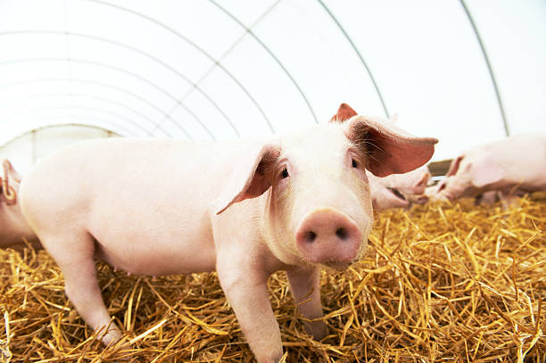 istock piglet on hay and straw at pig breeding farm 522548402