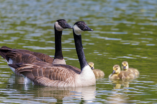 Canada goose mother with her 7 very young only days old goslings hiding underneath her warm feathers during a cold early spring sunrise. \n\nLocation:\nVictoria Lake, Stratford ON CA