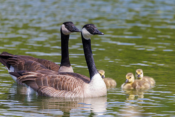 Canada geese and their baby at Golden Gate Park Two adult Canada geese and three babys at Stow lake of Golden Gate Park, San Francisco. canada goose photos stock pictures, royalty-free photos & images