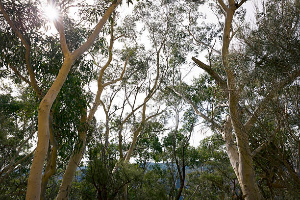 istock Eucalyptus trees, Australian bush in Blue Mountains 522549622
