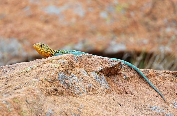 istock Colorful Mountain Boomer 522550088