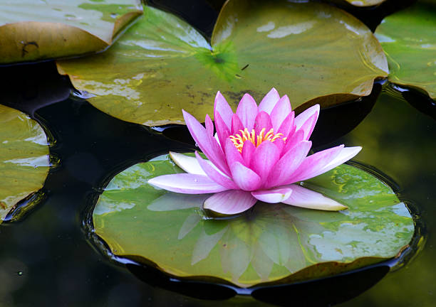 istock Pink water lily floating on a green leaf. 522550444