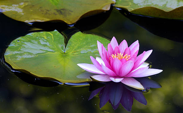 istock Water lily and green leaf floating in the water. 522550544
