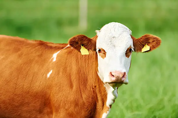 young brown austrian cow outdoors at pasture