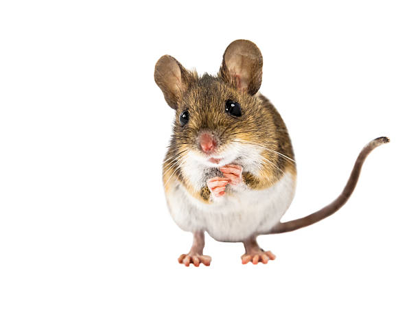 mysz polna, stojący na białym tle - mouse rodent animal field mouse zdjęcia i obrazy z banku zdjęć