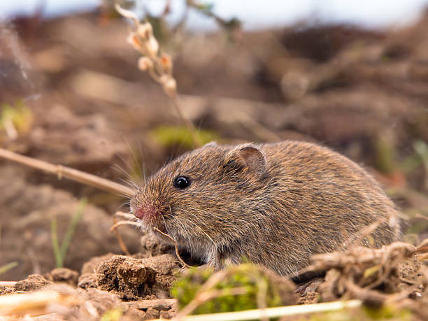 wspólne nornik (microtus arvalis) w polu - mouse rodent animal field mouse zdjęcia i obrazy z banku zdjęć