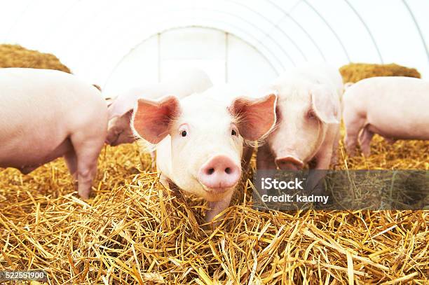 Young Piglet On Hay At Pig Farm Stock Photo - Download Image Now - Agriculture, Animal, Barn