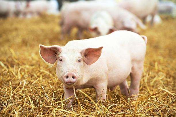 istock Young piglet on hay and straw at pig breeding farm 522551924