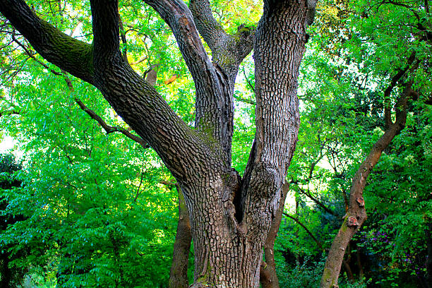 The texture of the tree bark on the background of the sunlit deciduous forest. Selective focus.