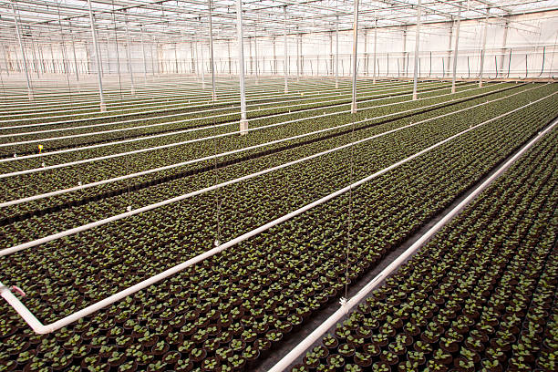istock Large Industrial Nursery Greenhouse 522552336
