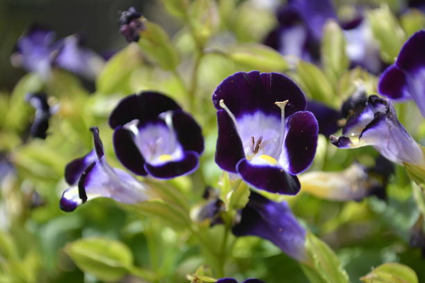 istock Beautiful Torenia flowers 522552690