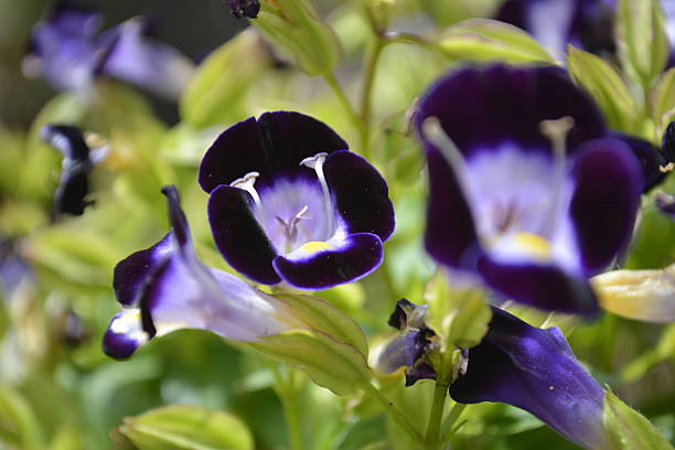 istock Beautiful Torenia flowers 522552710