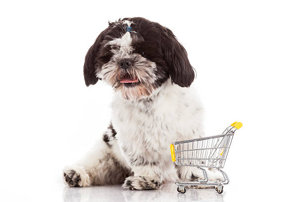 istock dog with shopping cart isolated on white 522552720
