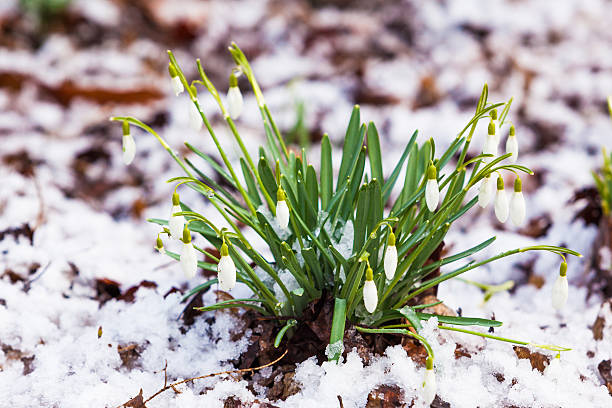 istock snowdrop, Galanthus nivalis. first spring flowers, snowdrops in 522553044