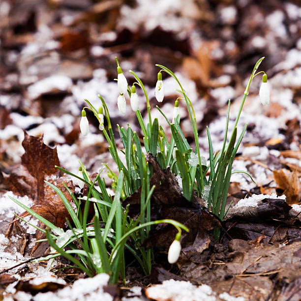 istock snowdrop, Galanthus nivalis. first spring flowers, snowdrops in 522553056
