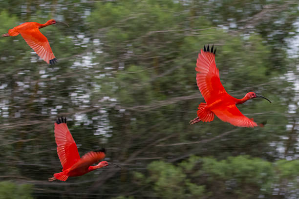 ・ スカーレット アイビスの上を飛ん森林 - scarlet ibis ストックフォトと画像
