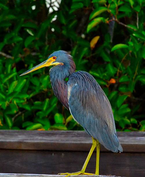 tri-cor (egretta garça-tricolor) em pé em madeira. - tricolored heron - fotografias e filmes do acervo