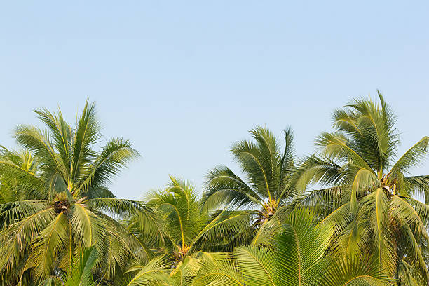 istock leaves of coconut tree with blue sky 522554776