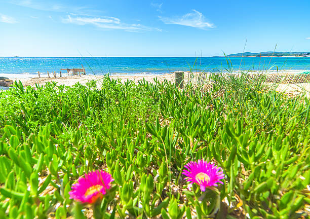 istock pink flowers and blue sea in Alghero 522555124