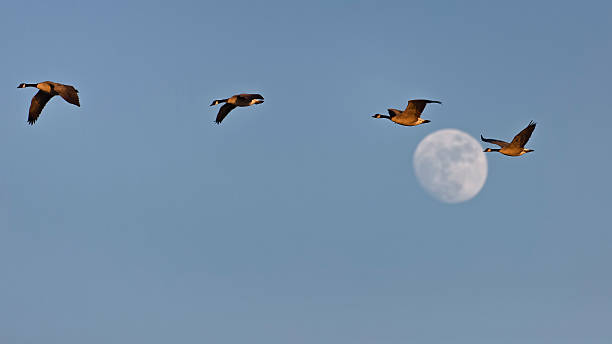 istock Geese flying against the moon 522555980
