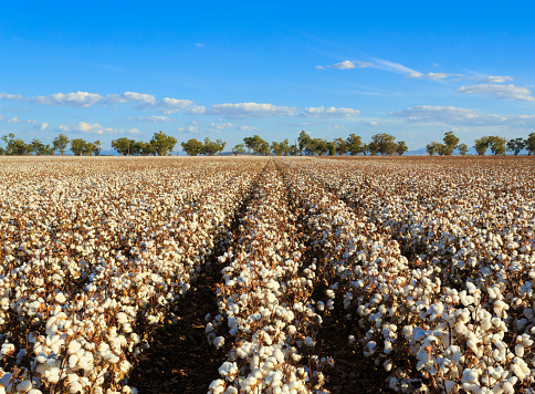 A field of cotton crops under a blue sky