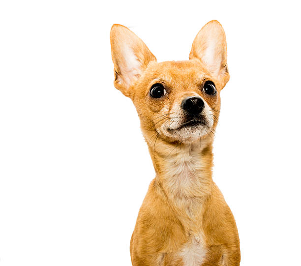 istock Alert Chihuahua Dog 522557288