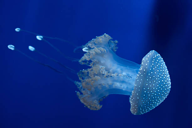 branco-manchado medusas (phyllorhiza punctata). - white spotted jellyfish imagens e fotografias de stock