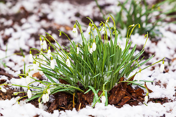 istock snowdrop, Galanthus nivalis. first spring flowers, snowdrops in 522560224