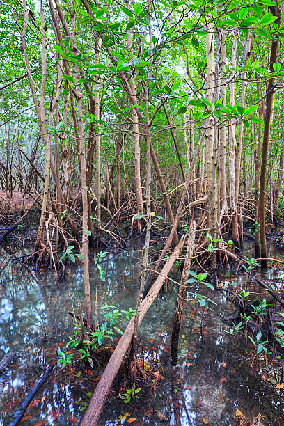 istock Mangrove forest surronding Oleta River 522560306