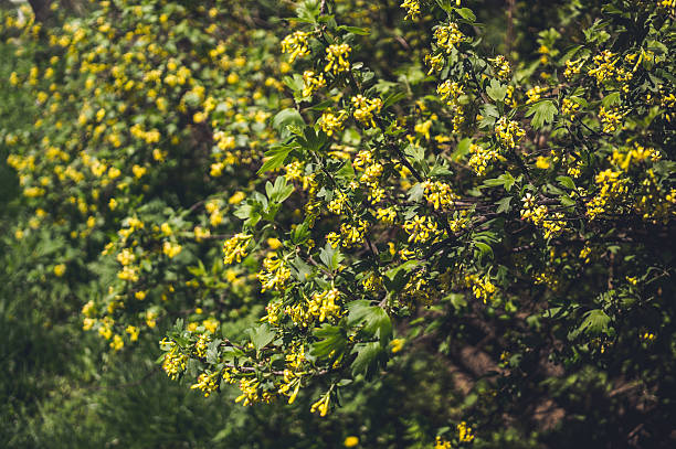 Blooming spring garden. Yellow flowers of Golden currant