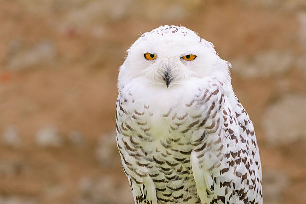 istock Wild silent raptor bird white snowy owl 522560535