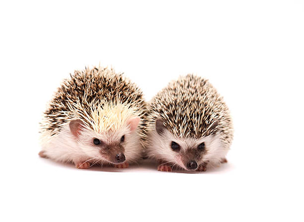 istock cute and fun two african pygmy hedgehog baby 522561049