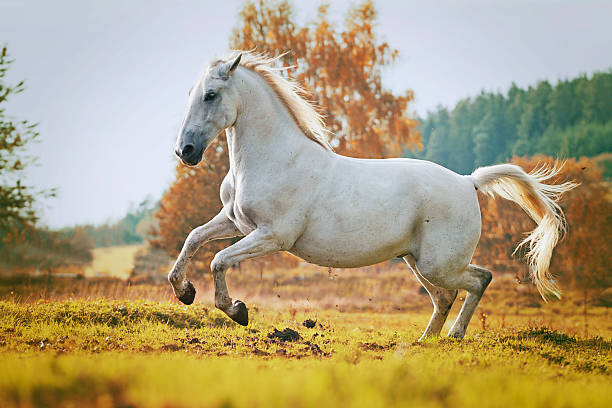 istock beautiful arabian horse running in nature 522561067