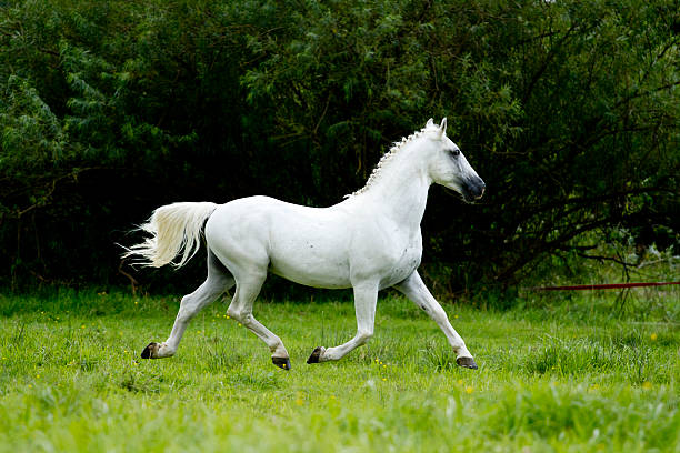 istock arabian horse running in nature 522561679