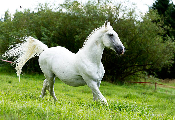 istock beautiful arabian horse running in nature 522561999