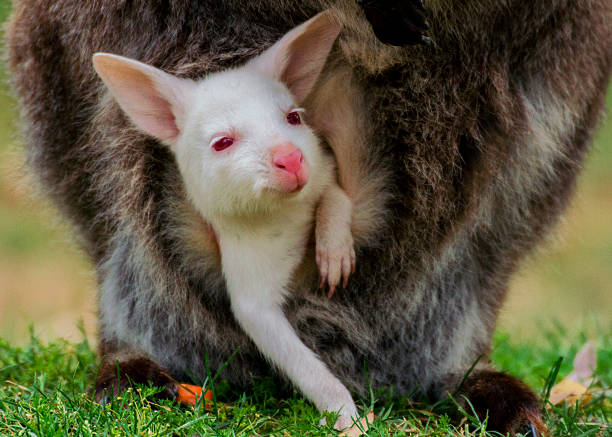 istock Albino baby bennett's wallaby 522562477