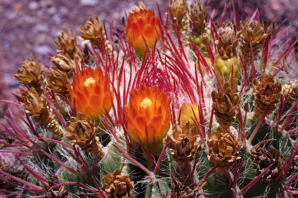 istock Fuerteventura - Cactus Garden 522562489