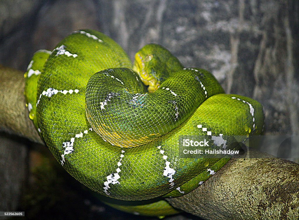 Green Python Portrait Green Python Stock Photo - Download Image Now - Animal, Animal Body Part, Animal Eye - iStock