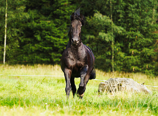 istock beautiful fun friesian  horse stallion running in nature 522562607