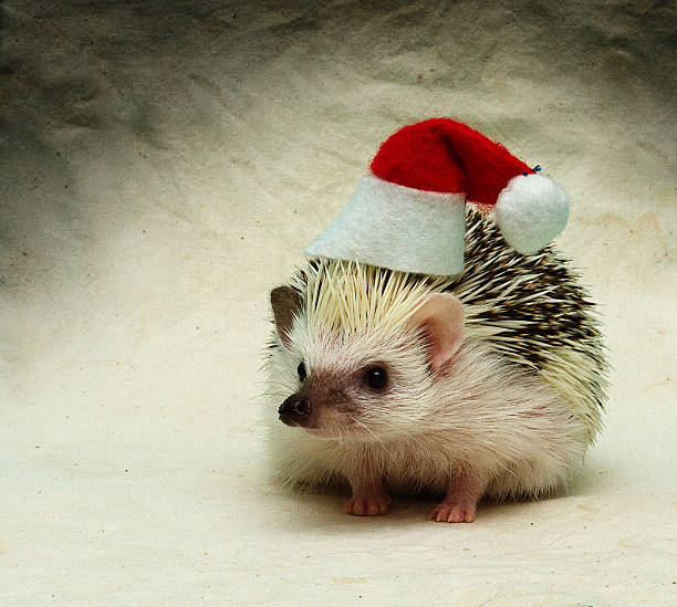 istock santa claus cute hedgehog baby 522562839